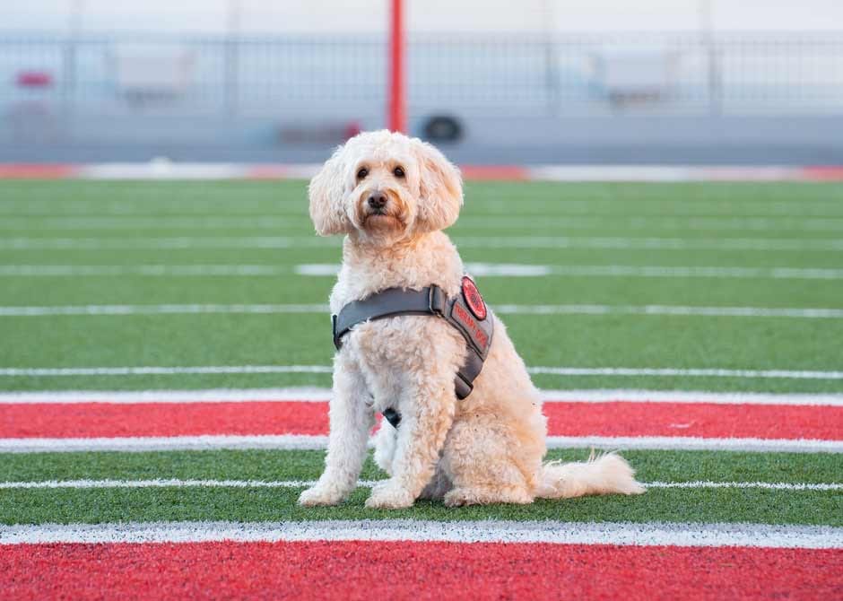 Post 4 by BuckeyePaws™️ on Instagram (image)