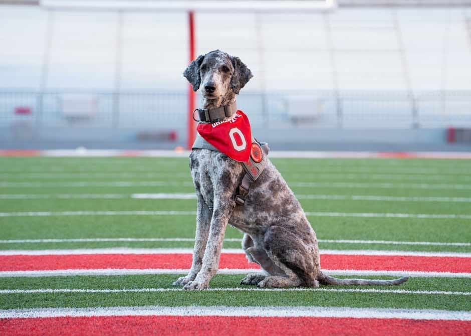 Post 8 by BuckeyePaws™️ on Instagram (image)
