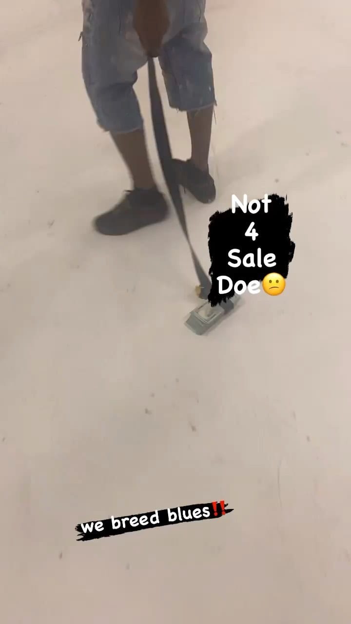 Post 6 by Willie Bee 🦍 on Instagram (video)