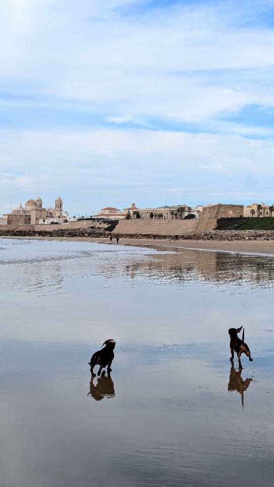 Post 5 by Caleta Olympia y Bolonio Tulio on Instagram (video)