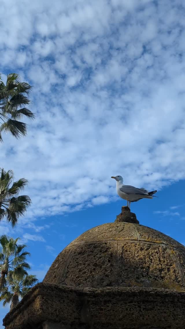 Post 4 by Caleta Olympia y Bolonio Tulio on Instagram (video)