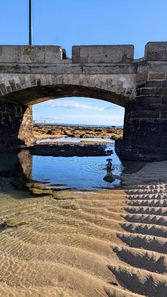 Post 7 by Caleta Olympia y Bolonio Tulio on Instagram (video)