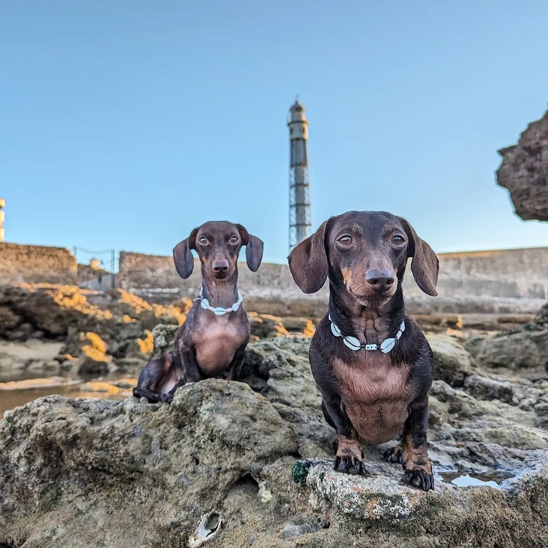 Post 10 by Caleta Olympia y Bolonio Tulio on Instagram (image)