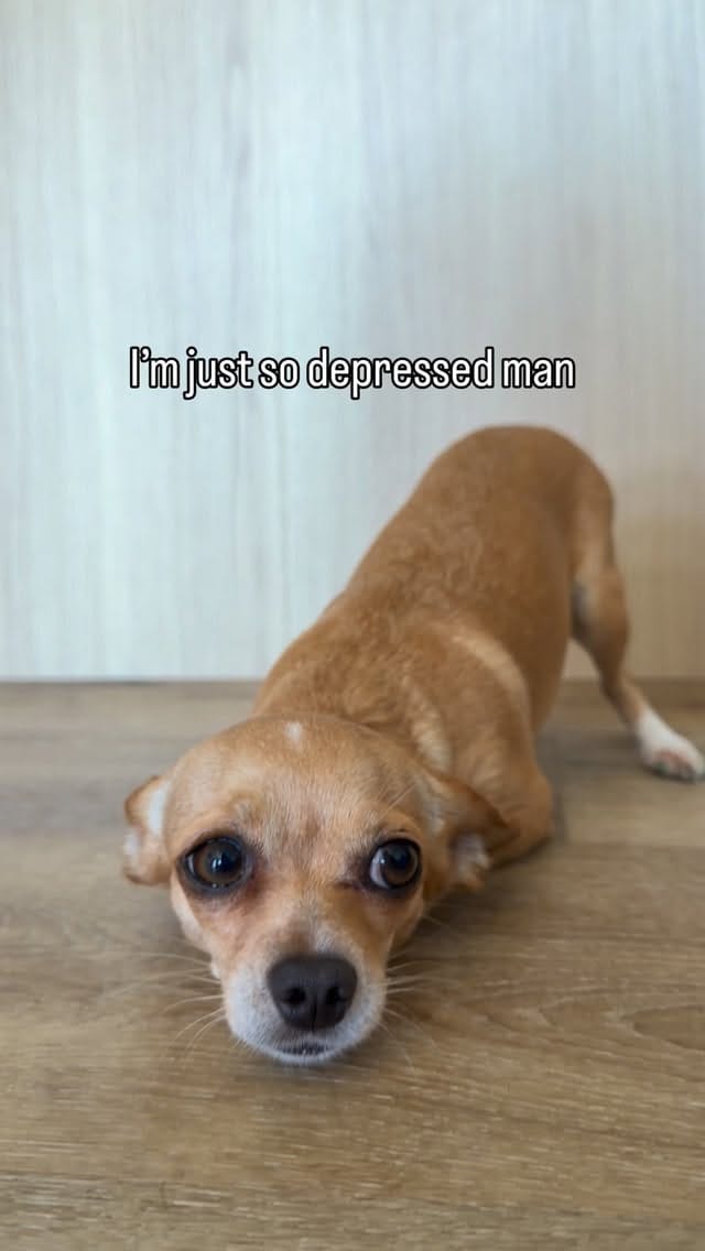 Post 8 by Bambina the Chihuahua on Instagram (video)