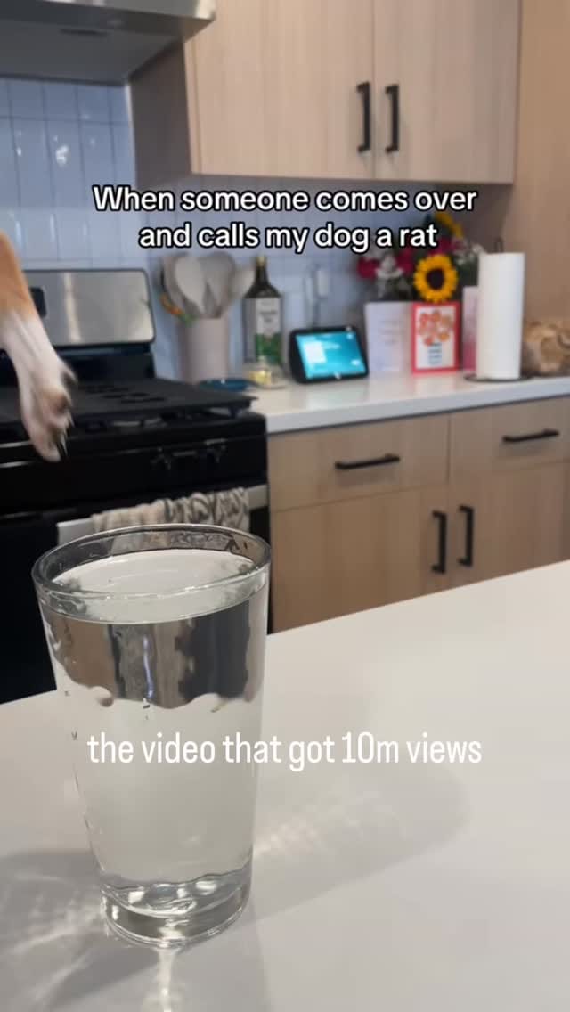 Post 9 by Bambina the Chihuahua on Instagram (video)