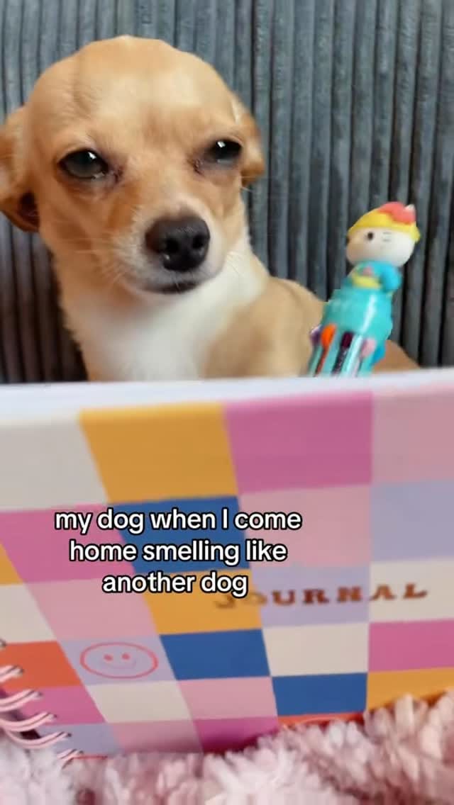 Post 10 by Bambina the Chihuahua on Instagram (video)