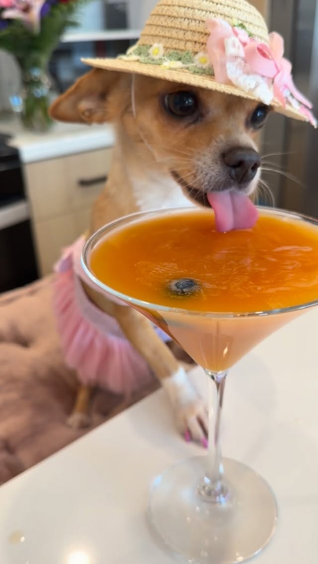 Post 1 by Bambina the Chihuahua on Instagram (video)