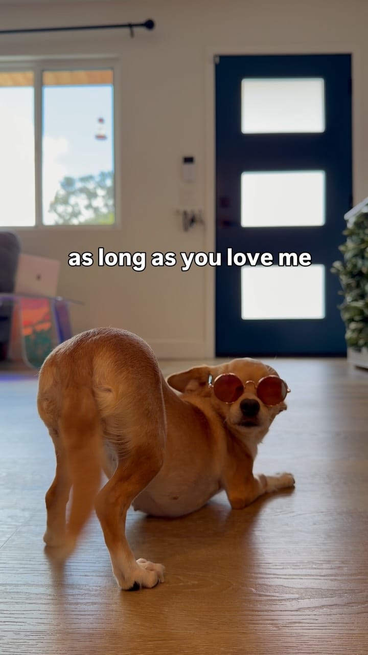 Post 2 by Bambina the Chihuahua on Instagram (video)