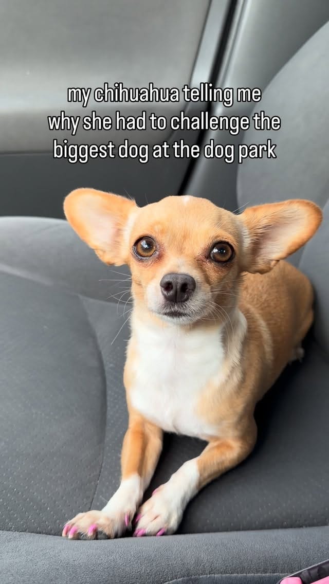 Post 7 by Bambina the Chihuahua on Instagram (video)
