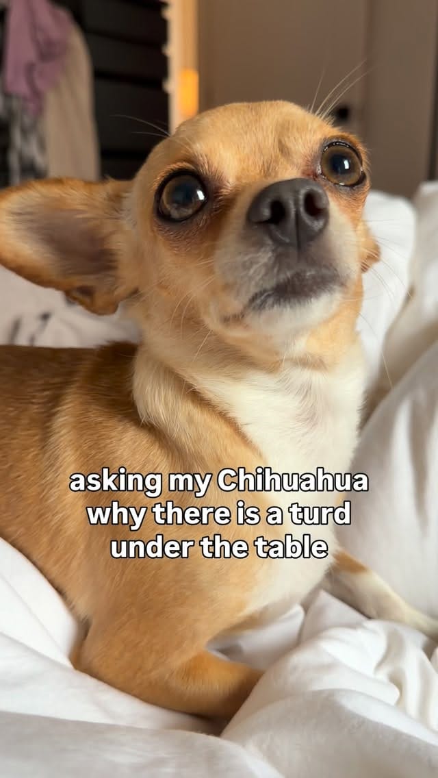 Post 5 by Bambina the Chihuahua on Instagram (video)