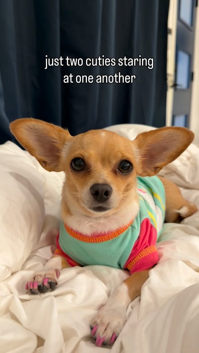 Post 4 by Bambina the Chihuahua on Instagram (video)
