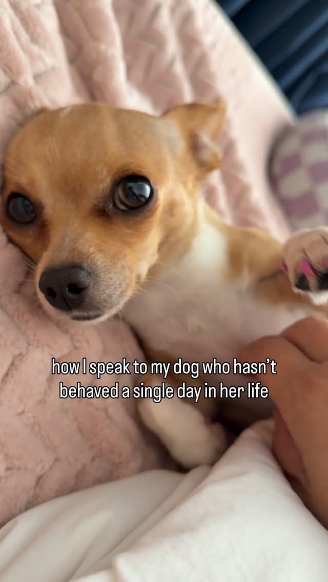 Post 6 by Bambina the Chihuahua on Instagram (video)