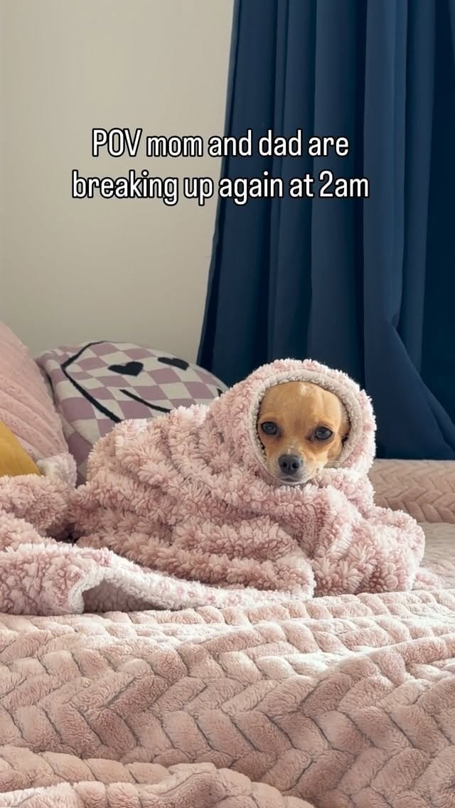 Post 3 by Bambina the Chihuahua on Instagram (video)