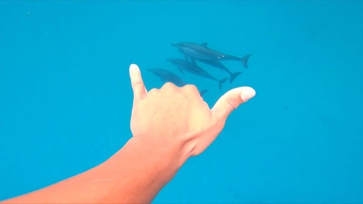Post 7 by Venice Dynamics on Instagram (video)