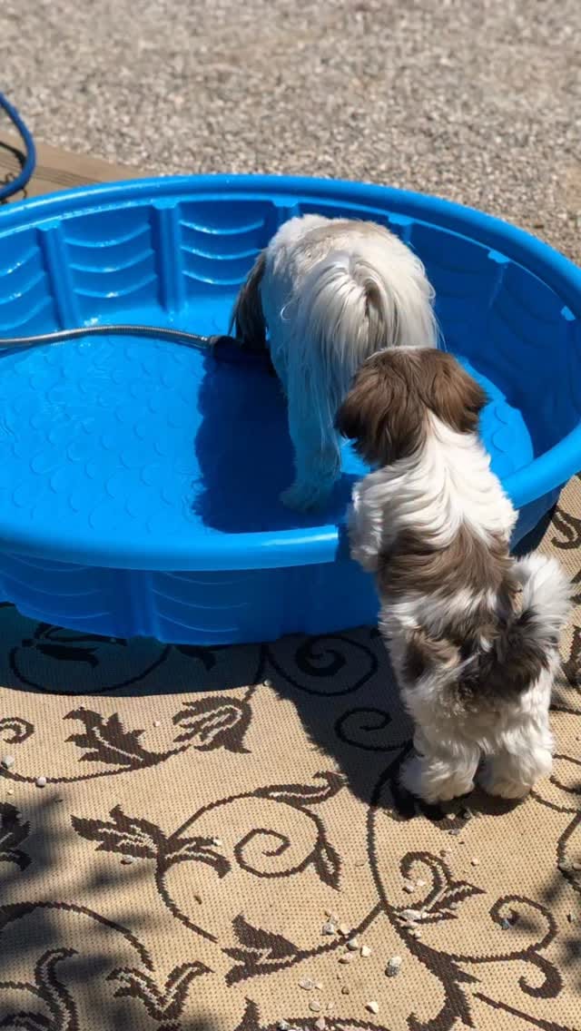Post 2 by ✭ Dallas ✭ Dak ✭ Whiskey ✭ on Instagram (video)