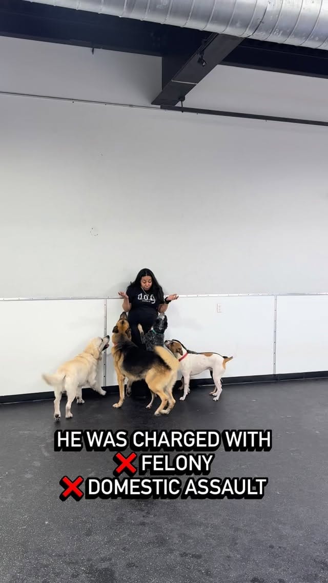 Post 5 by DOG Hotels Miami Beach on Instagram (video)