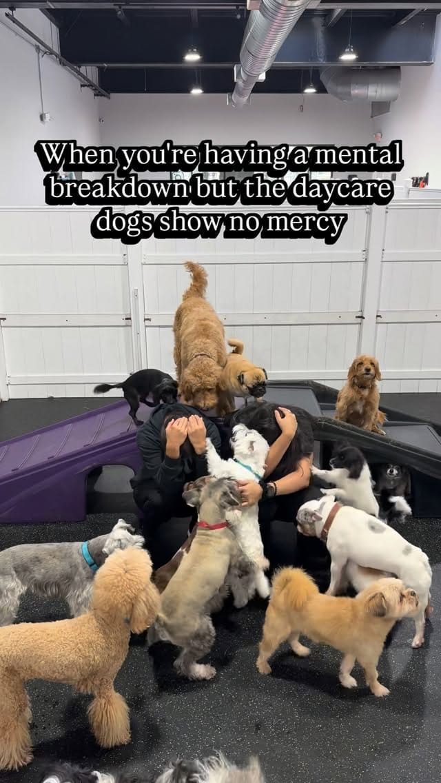 Post 6 by DOG Hotels Miami Beach on Instagram (video)