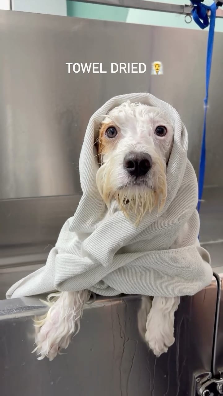 Post 8 by DOG Hotels Miami Beach on Instagram (video)