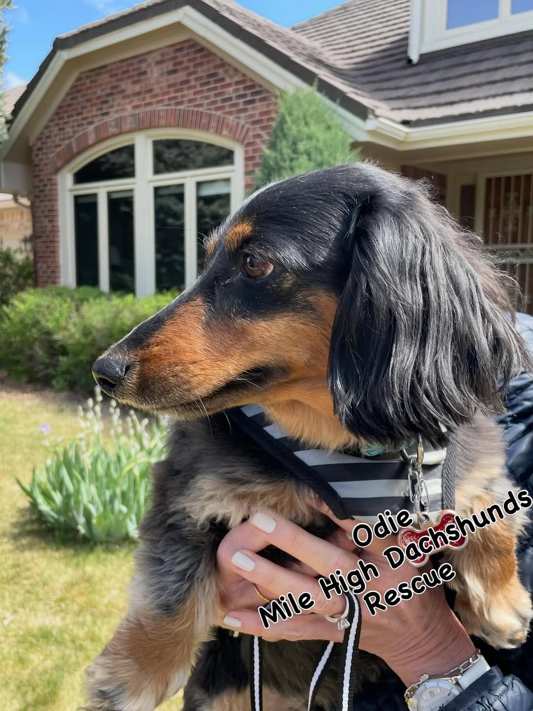 Post 9 by Mile High Dachshunds Rescue on Instagram (image)