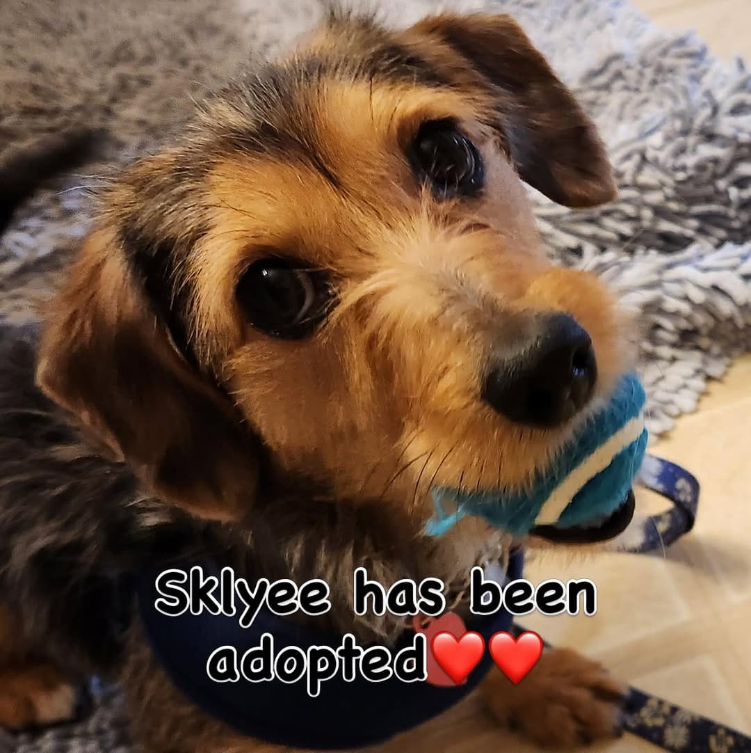 Post 8 by Mile High Dachshunds Rescue on Instagram (image)