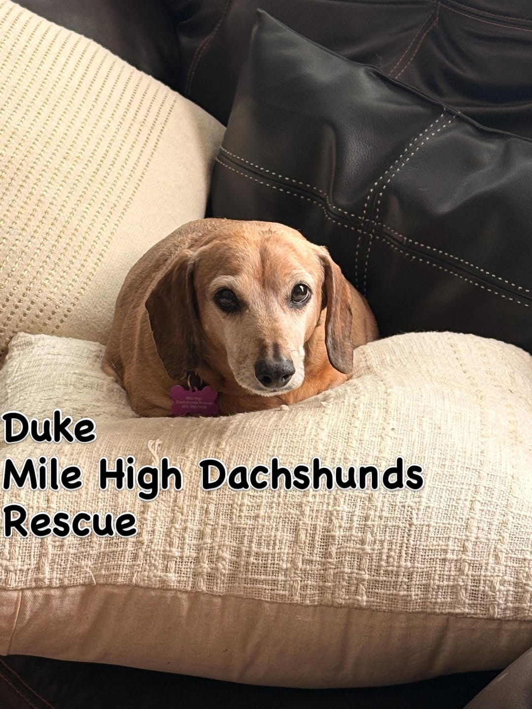 Post 4 by Mile High Dachshunds Rescue on Instagram (image)