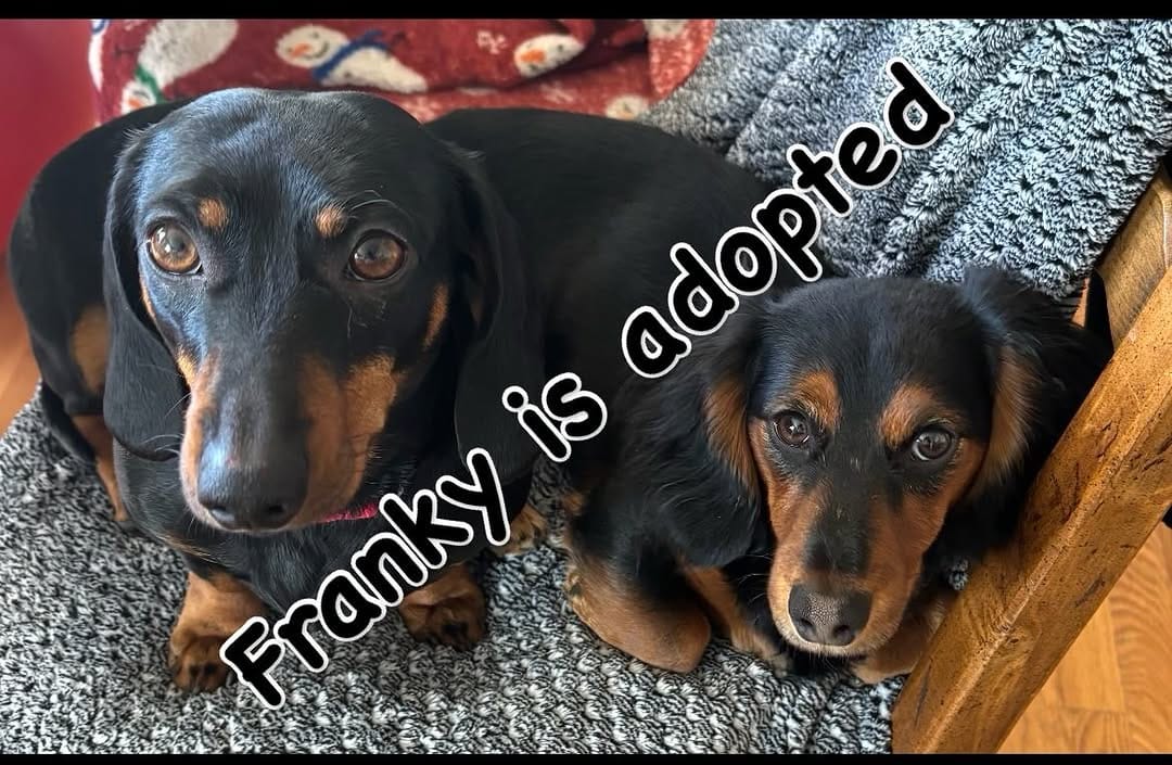 Post 3 by Mile High Dachshunds Rescue on Instagram (image)