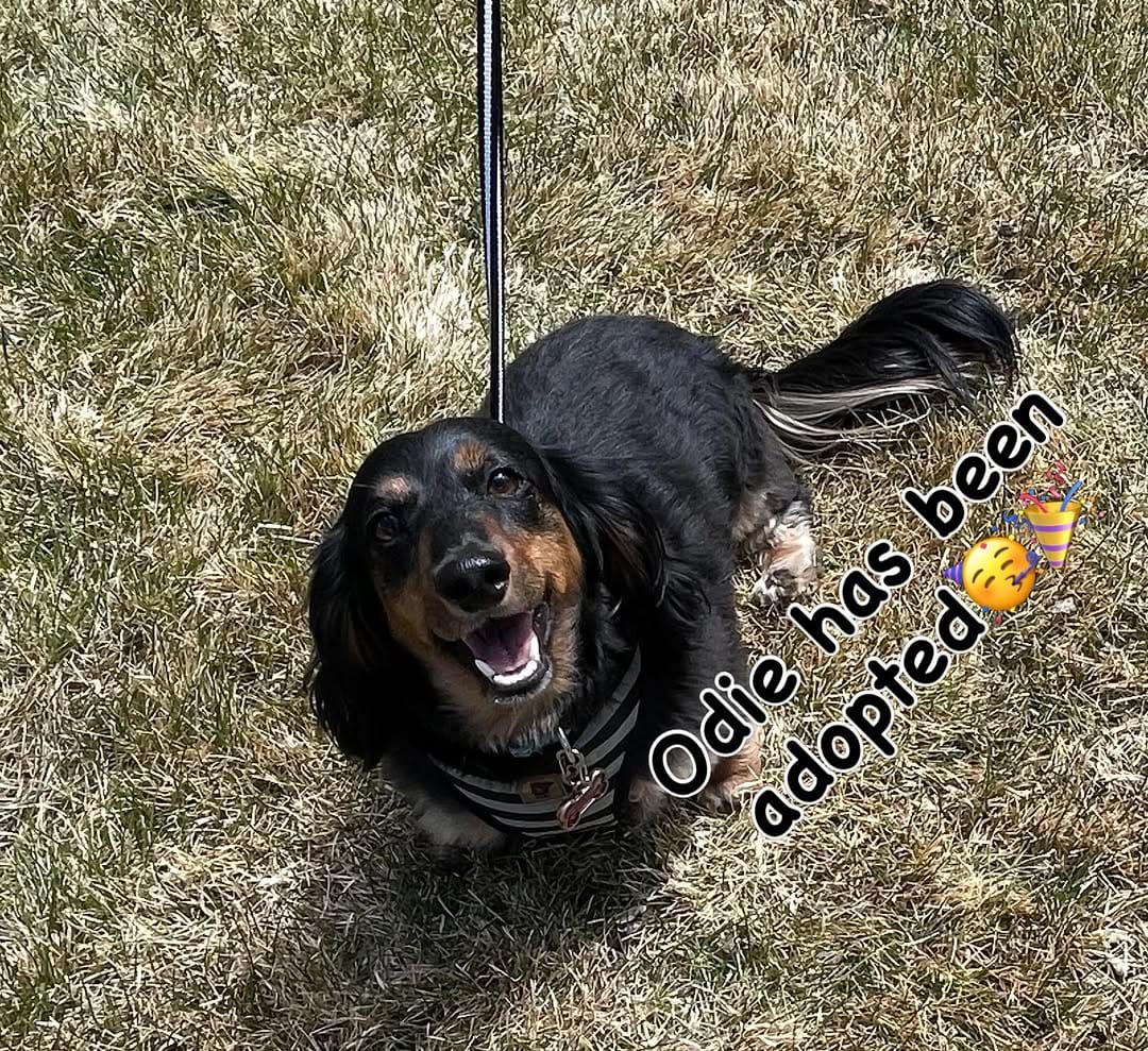 Post 1 by Mile High Dachshunds Rescue on Instagram (image)