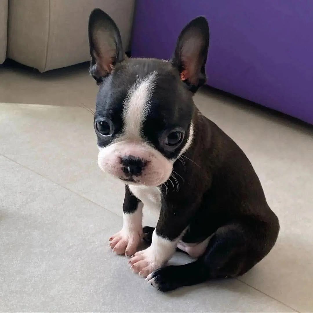 Post 2 by Boston Terrier on Instagram (image)