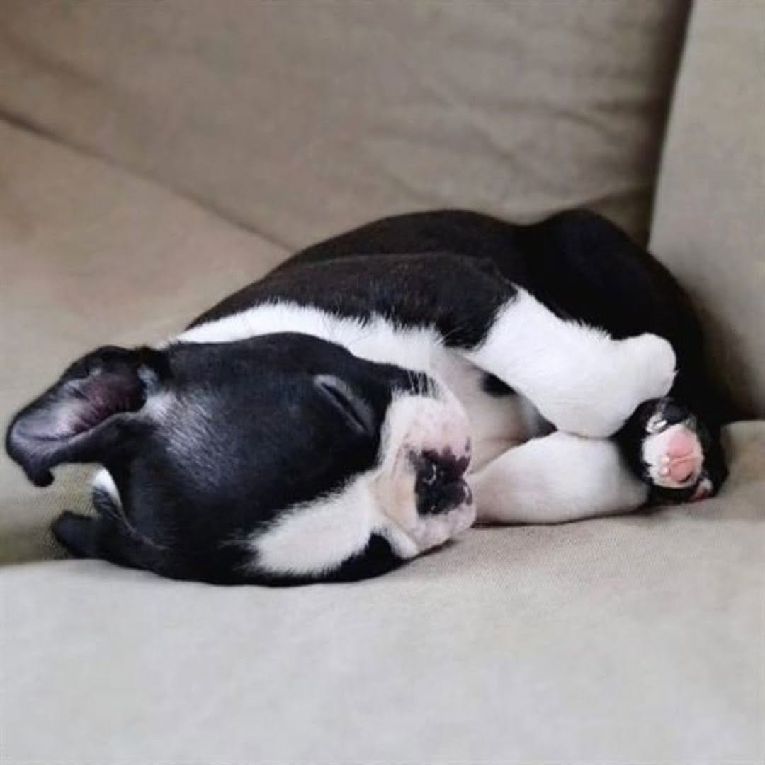 Post 5 by Boston Terrier on Instagram (image)