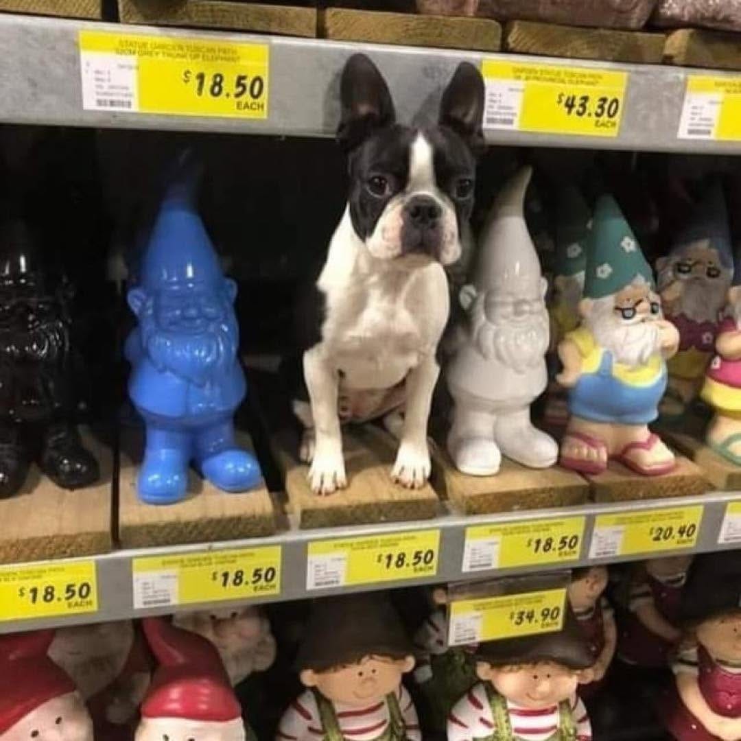 Post 7 by Boston Terrier on Instagram (image)