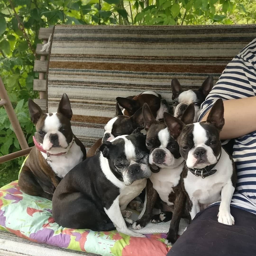 Post 3 by Boston Terrier on Instagram (image)
