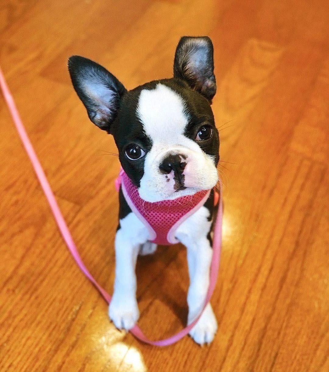 Post 8 by Boston Terrier on Instagram (image)