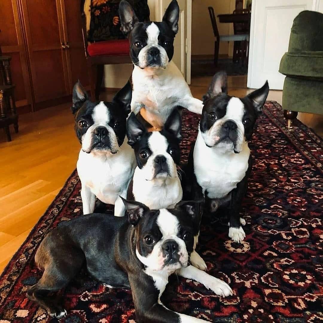 Post 4 by Boston Terrier on Instagram (image)