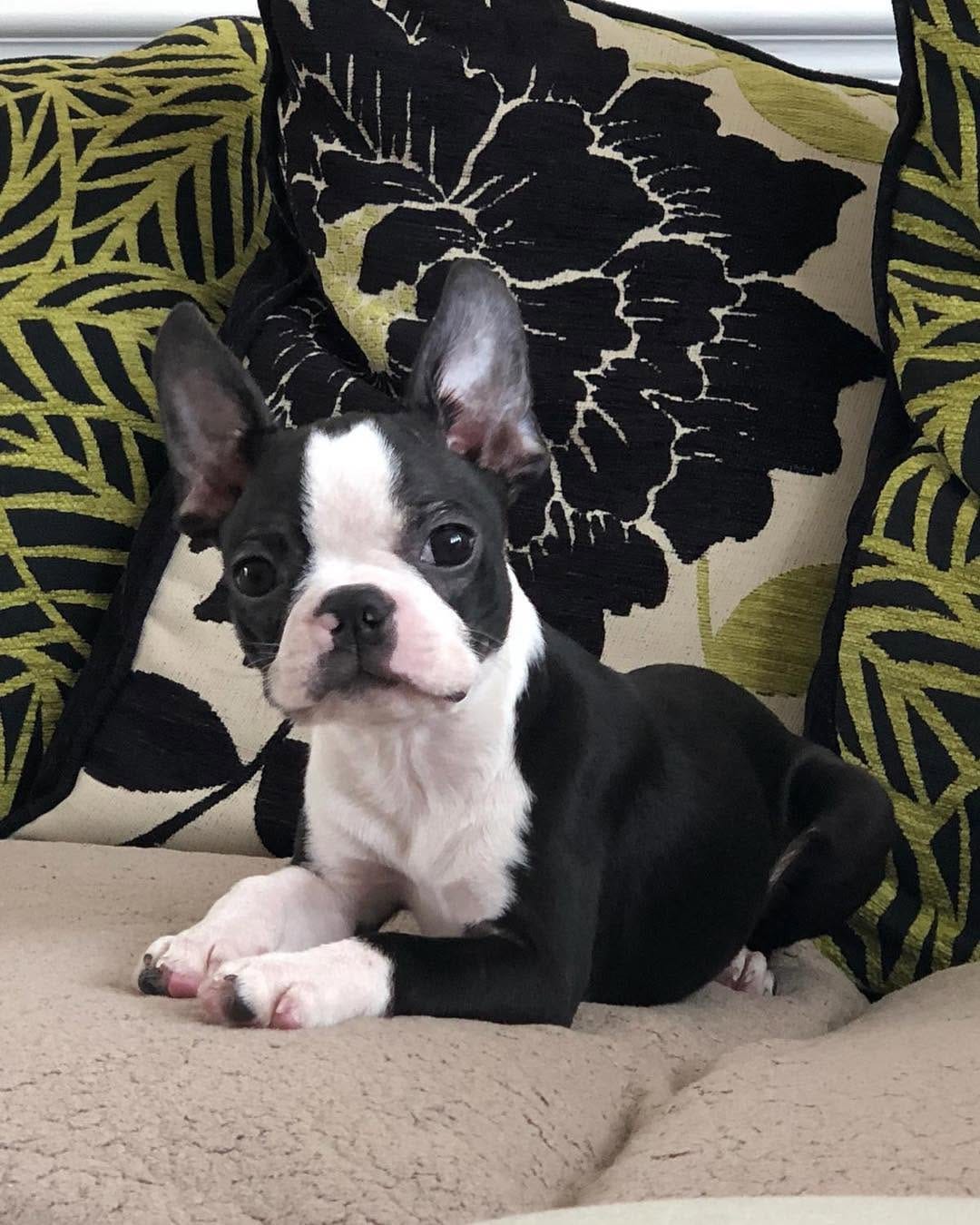 Post 10 by Boston Terrier on Instagram (image)