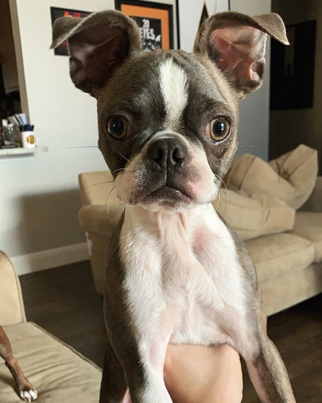 Post 1 by Boston Terrier on Instagram (image)
