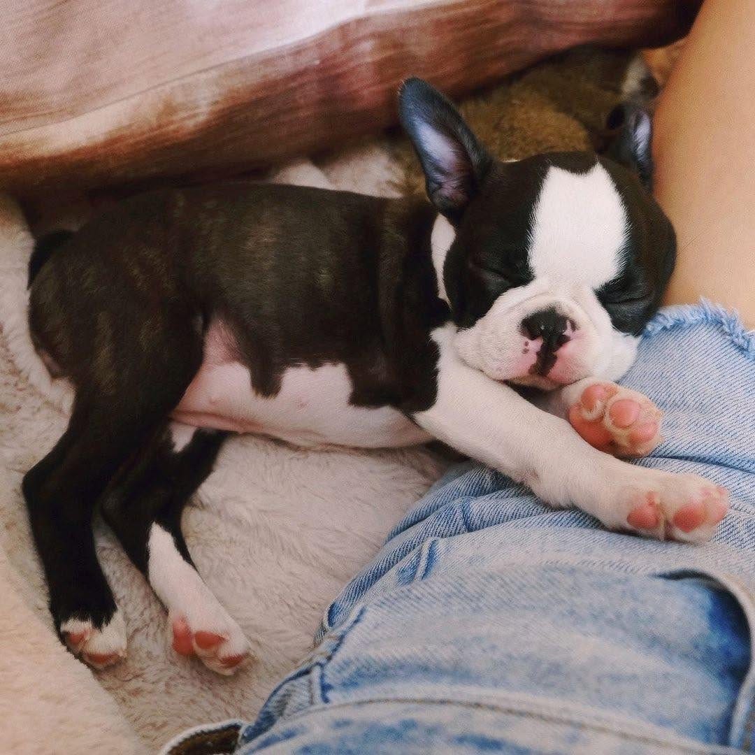 Post 9 by Boston Terrier on Instagram (image)