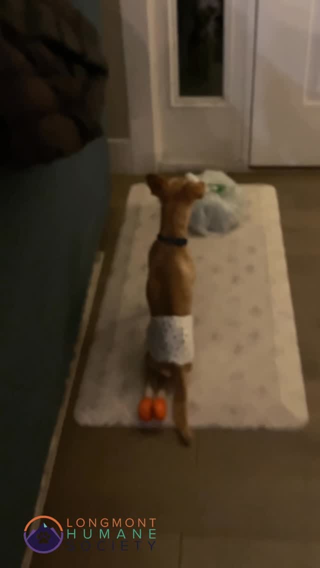 Post 4 by Longmont Humane Society on Instagram (video)