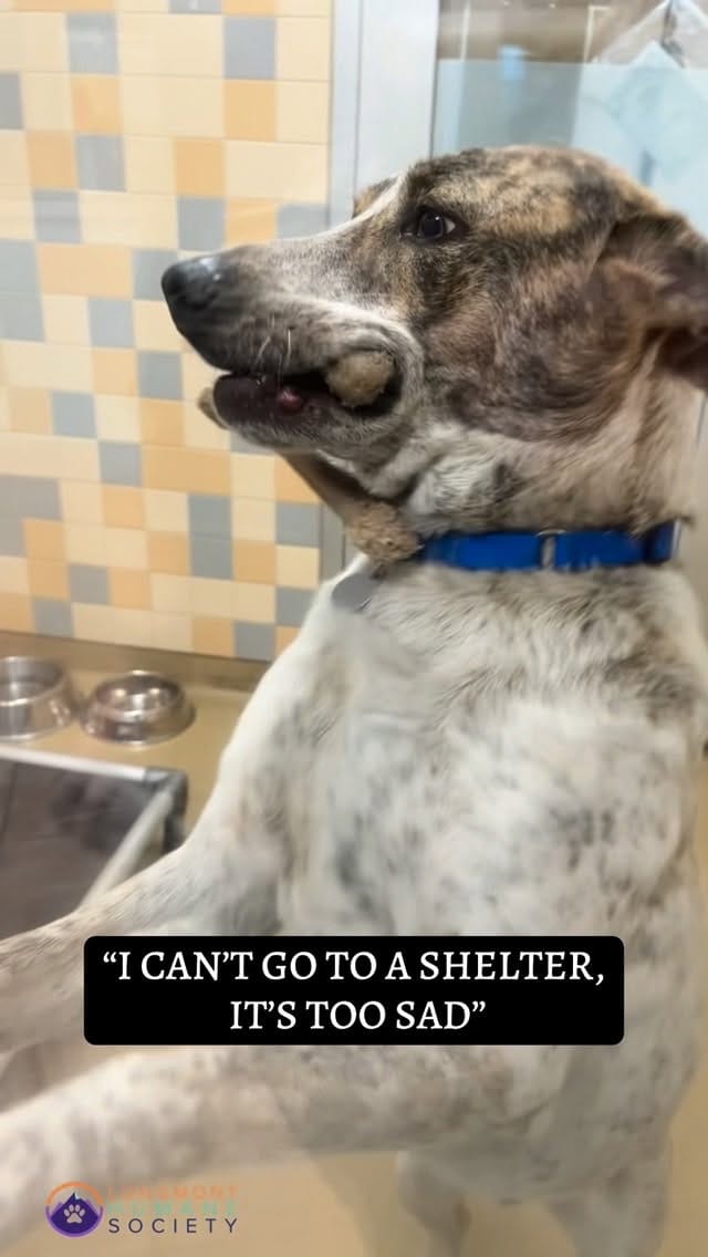 Post 3 by Longmont Humane Society on Instagram (video)