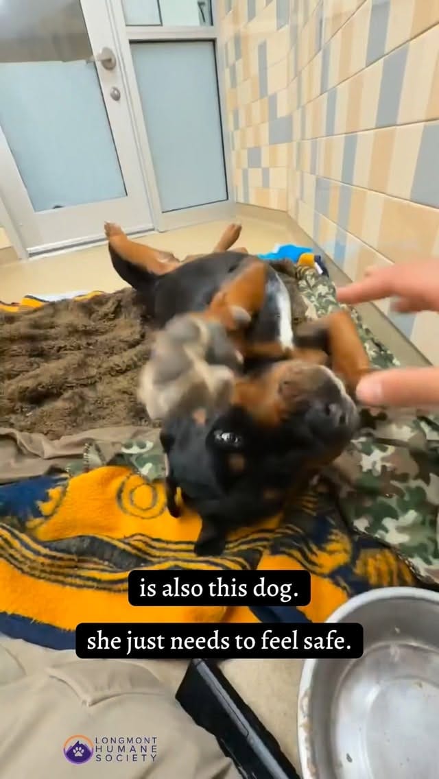 Post 5 by Longmont Humane Society on Instagram (video)