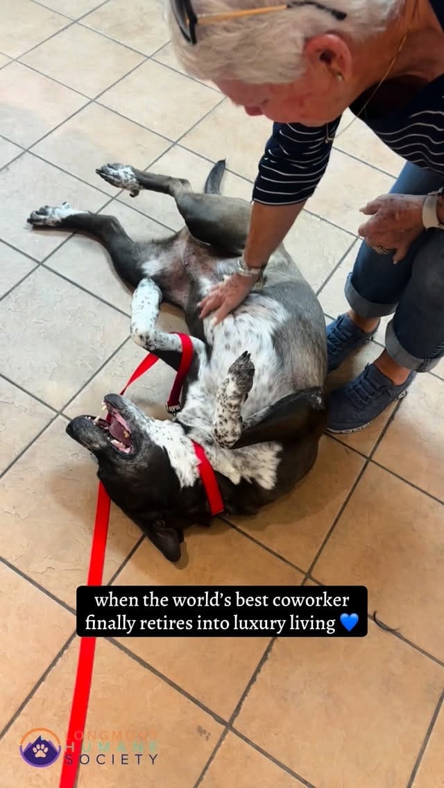 Post 2 by Longmont Humane Society on Instagram (video)