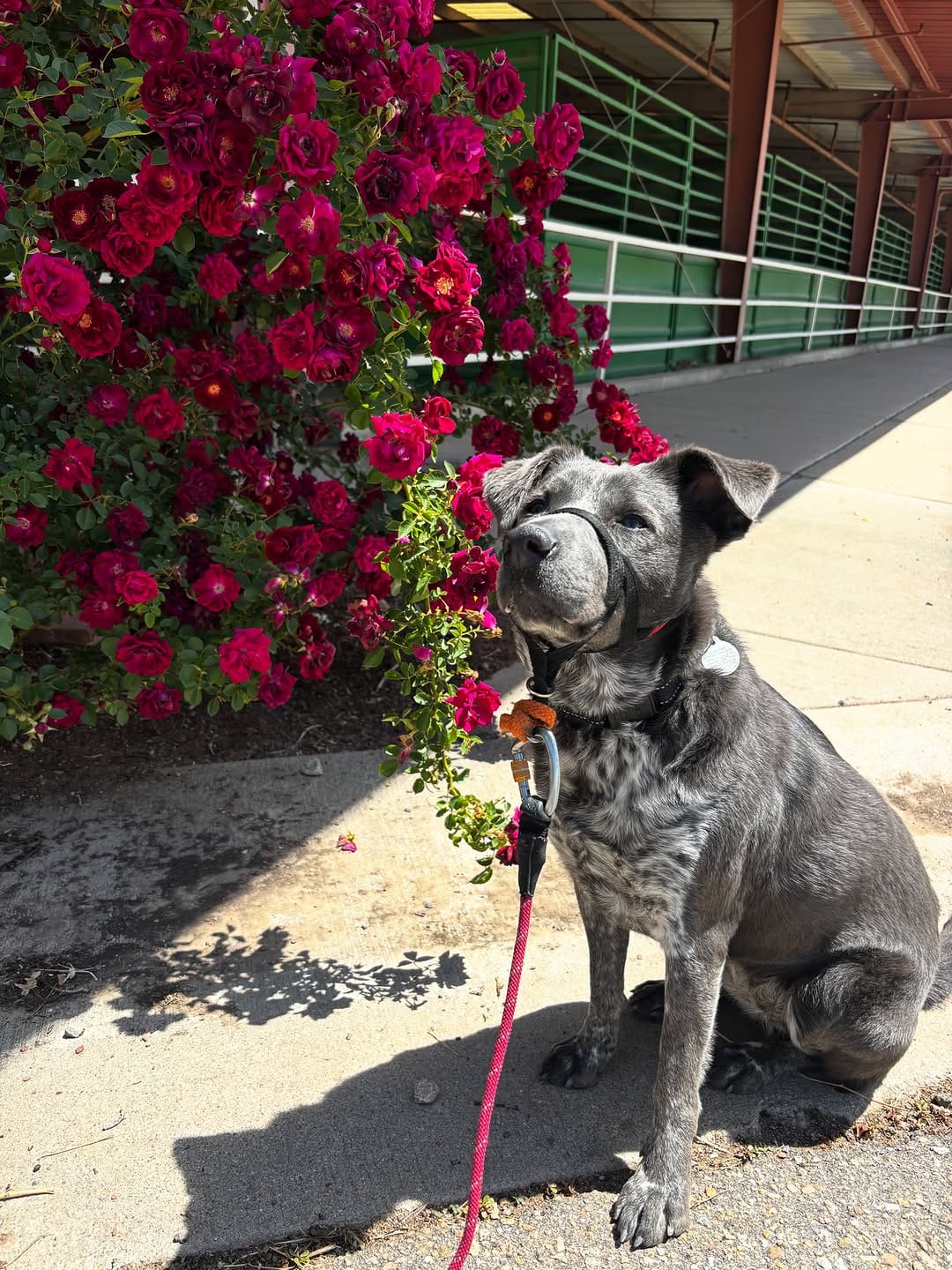 Post 1 by Longmont Humane Society on Instagram (carousel)
