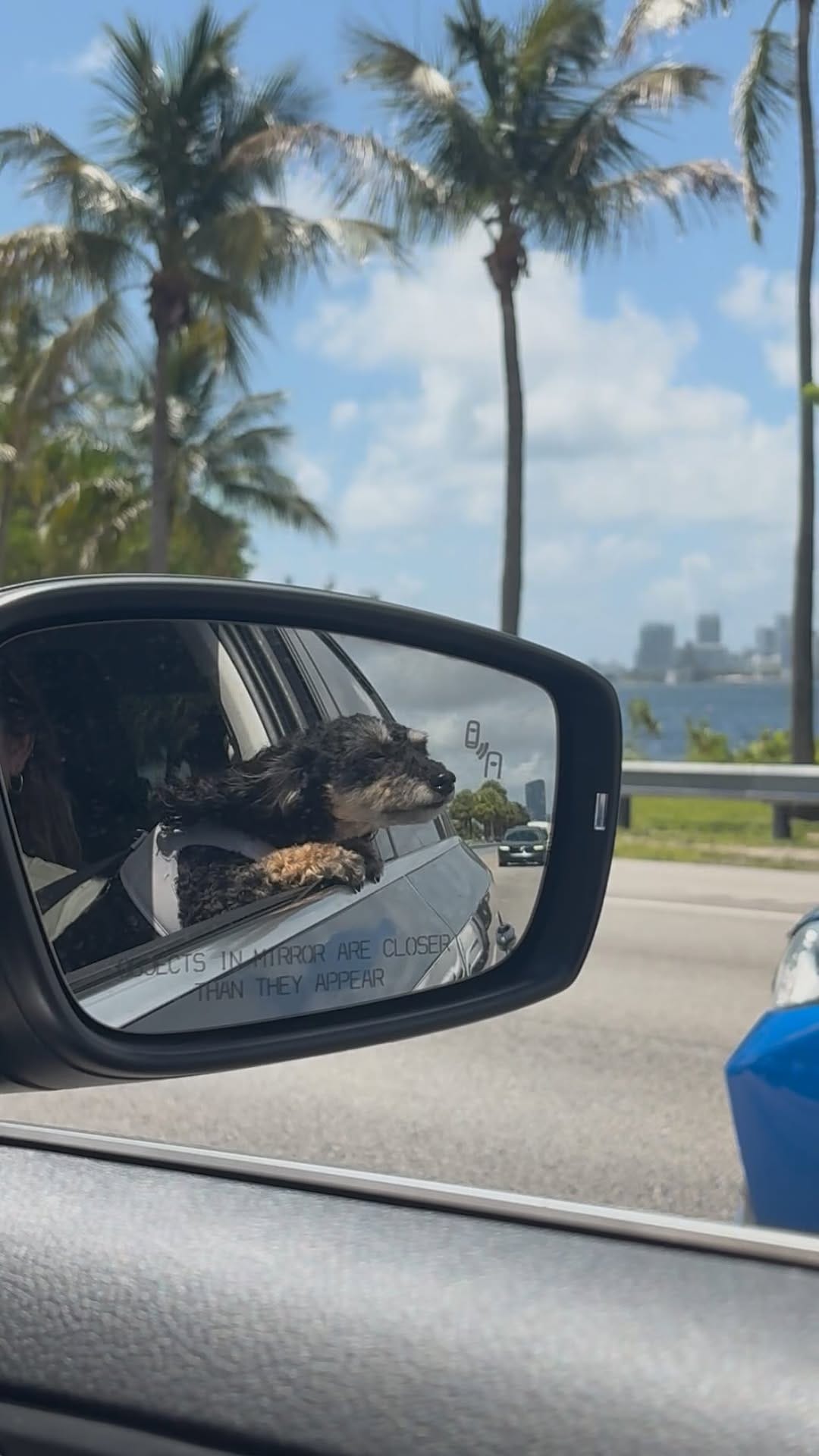 Post 1 by ivy & nala on Instagram (video)