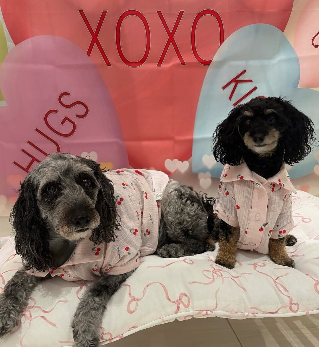 Post 8 by ivy & nala on Instagram (carousel)