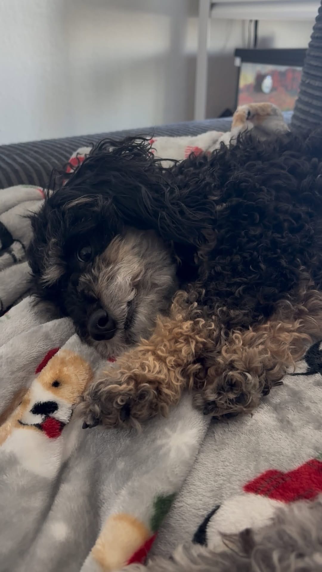 Post 6 by ivy & nala on Instagram (video)