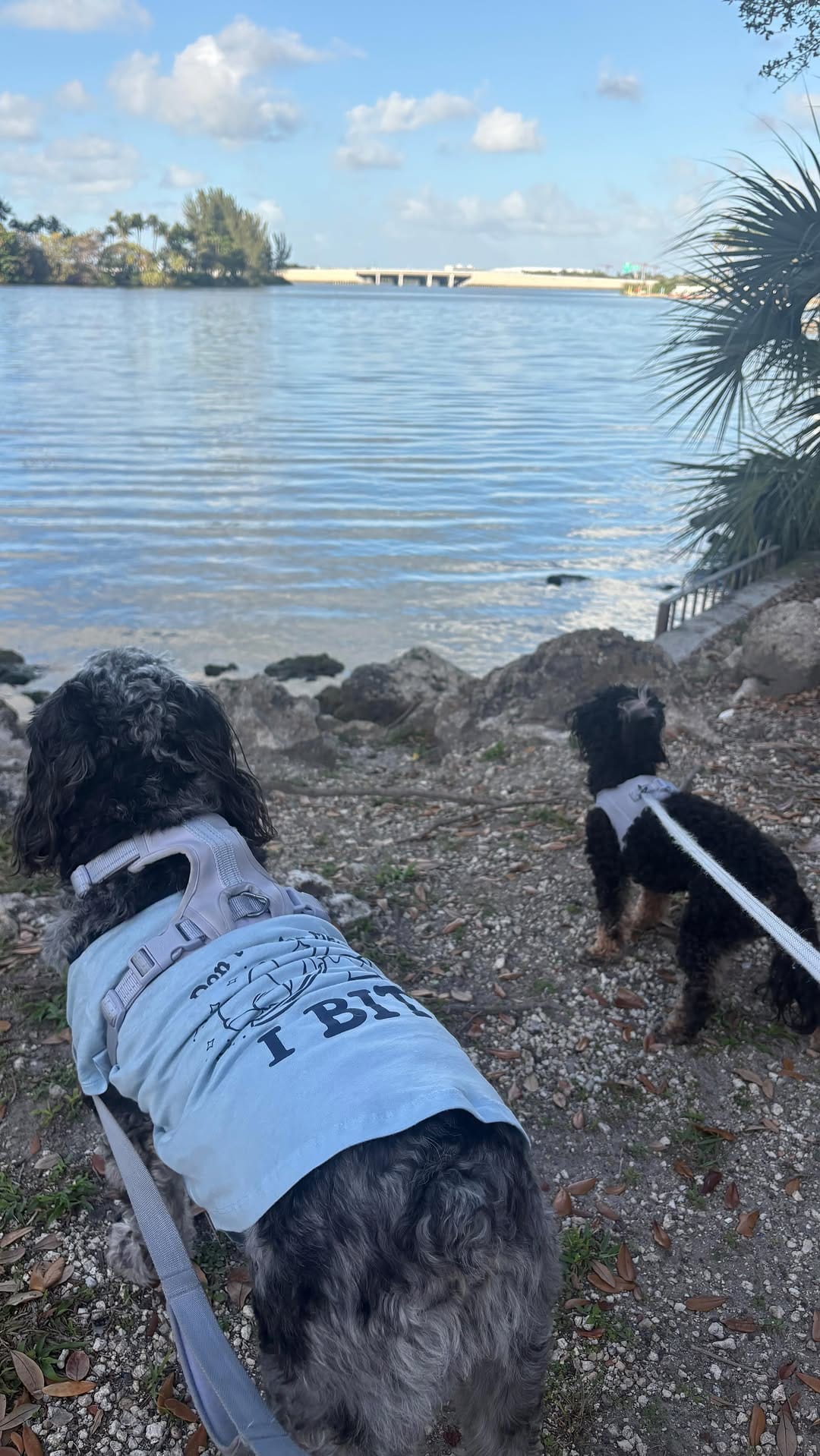 Post 7 by ivy & nala on Instagram (video)