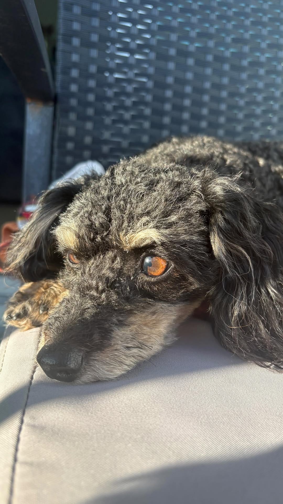 Post 9 by ivy & nala on Instagram (video)