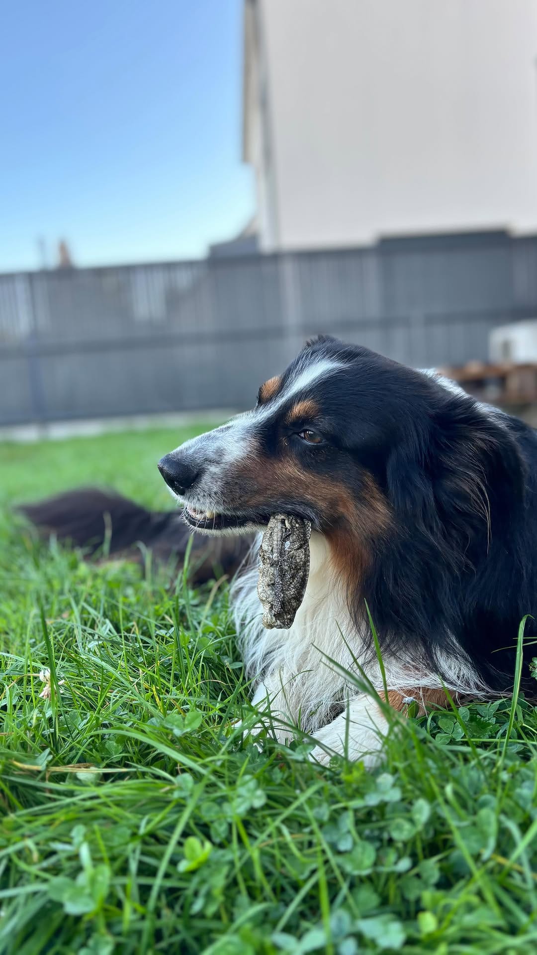 Post 5 by Whisky on Instagram (video)