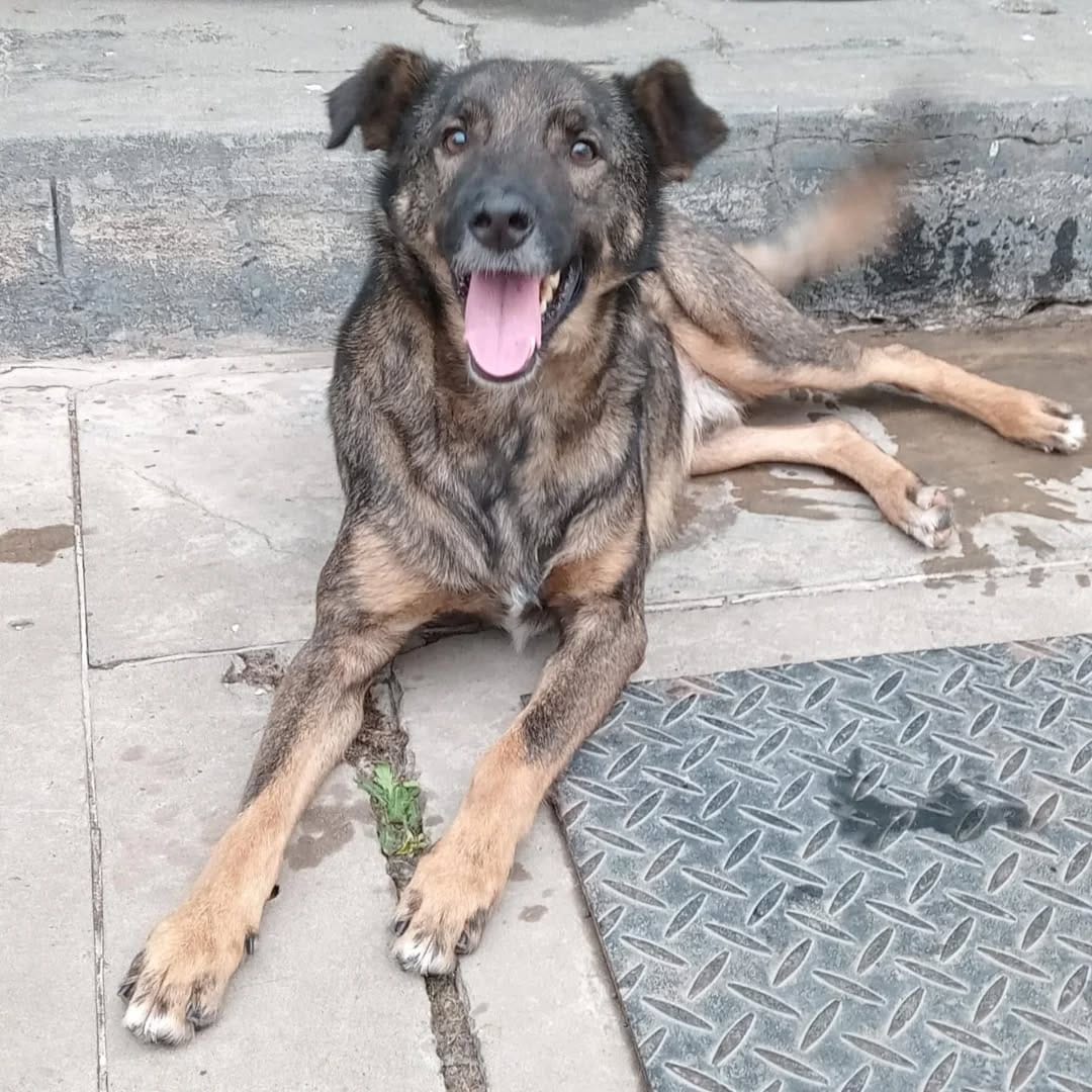 Post 10 by Ya Te Elegí Perros En Adopción on Instagram (image)