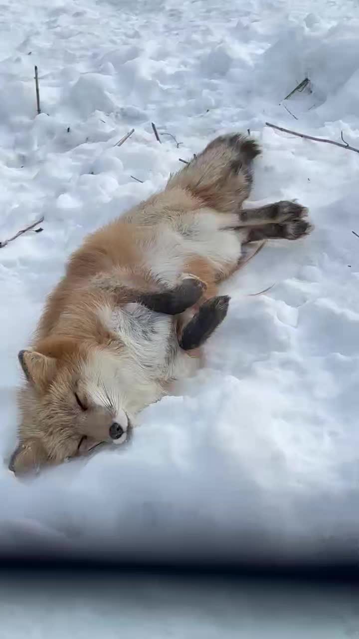 Post 2 by Red Wolf Sanctuary on Instagram (video)