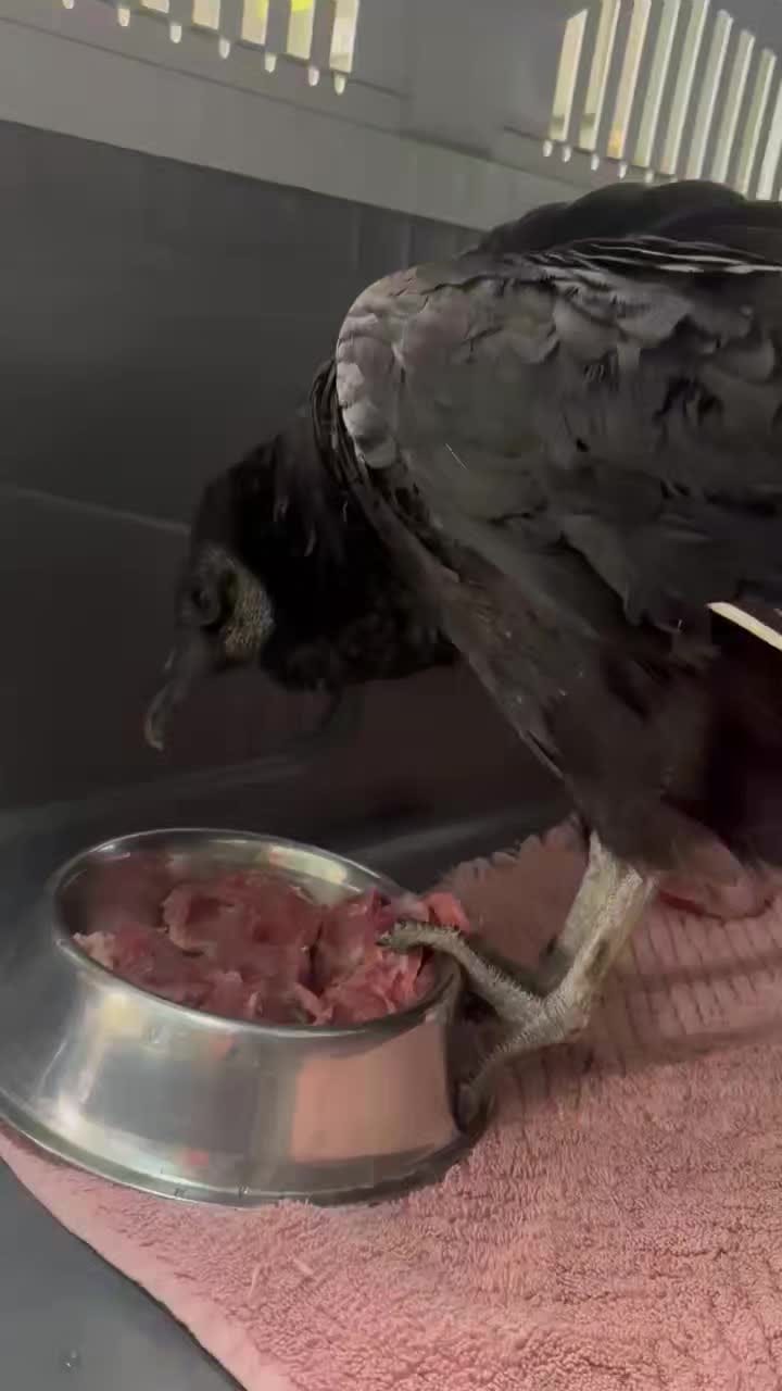 Post 4 by Red Wolf Sanctuary on Instagram (video)
